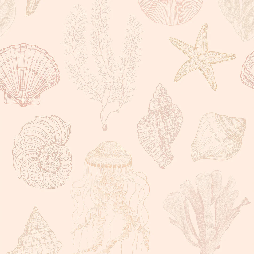 Sea Shell Background Images, HD Pictures and Wallpaper For Free Download |  Pngtree