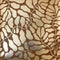Coral Reef Wallpaper in Chocolate with Gold Foil
